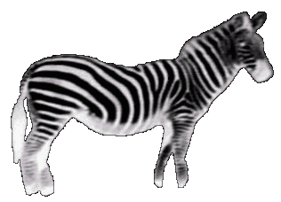 An interesting picture of a Zebra (17796 bytes GIF)